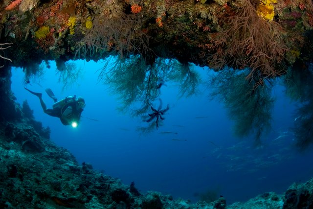 House reef diving photoLarge(1)