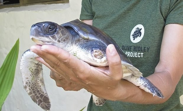 Coco Palm Dhuni Kolhu Olive Ridley Project 1 700x466