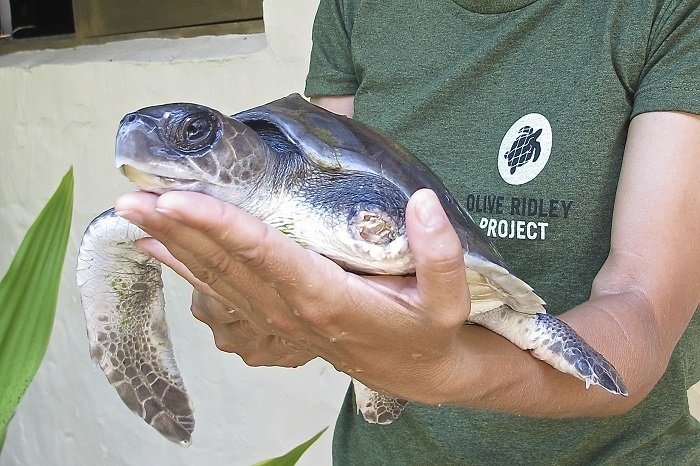 Coco Palm Dhuni Kolhu Olive Ridley Project 1 700x466